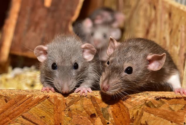 ALERT: Irish homes at risk of rat invasion over Christmas season amid warning