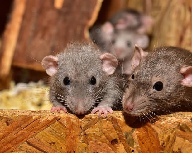 'Can easily get in' - Chilling warning over 'climber' rats invading Irish homes