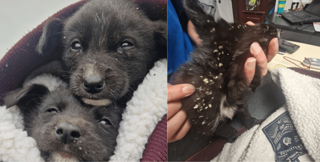 Galway SPCA rescue story