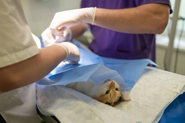 Patrick Gerard Cusack has been elected to the Veterinary Council of Ireland