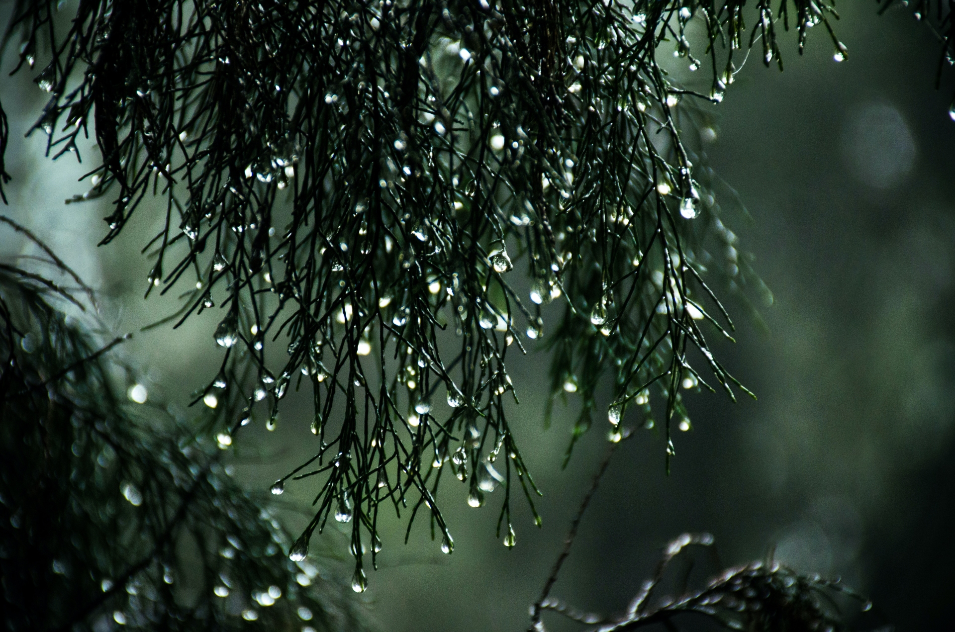 CARLOW WEATHER:  A breezy day with long spells of rain expected