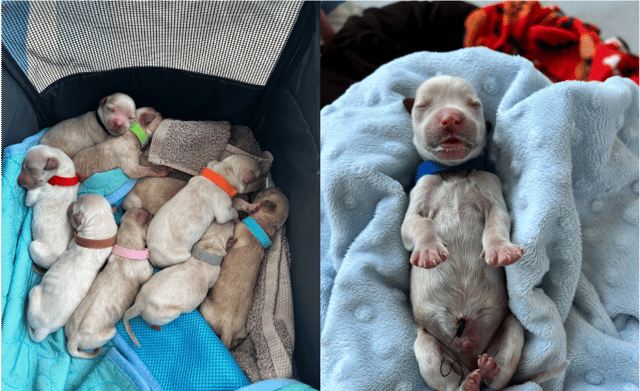 Rescue story of thirteen puppies abandoned by scared mother dog