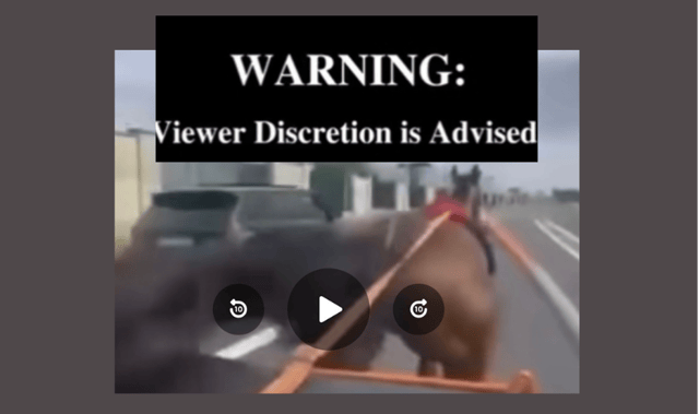 Video of terrified horse crashing into car on busy road sparks serious concern