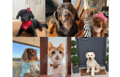 Furry finalists from every county for Nose of Tralee