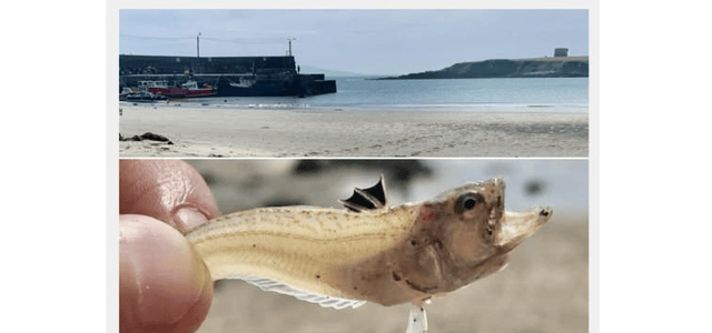 Irish beachgoers watch out for poisonous fish in coastal waters