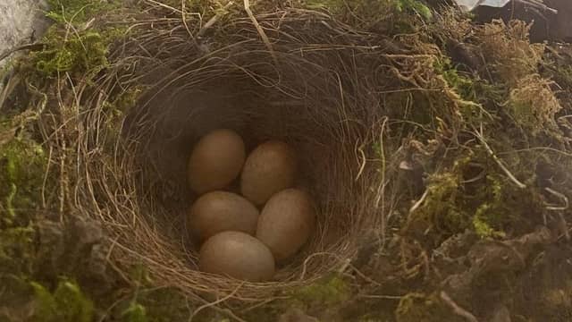 It's not every day that a Robin decides to set up shop in a Garda station, but clearly she knew it was a safe space and will now be the most protected nest in town!