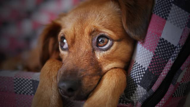 6 top tips to keep your beloved pets safe over Halloween