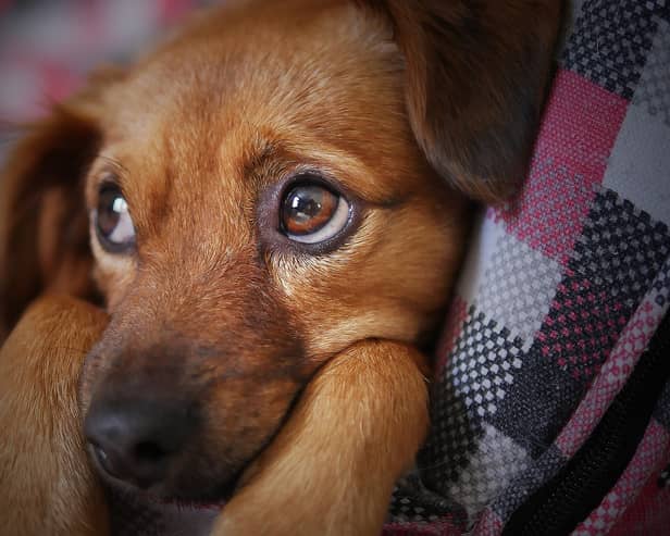 6 top tips to keep your beloved pets safe over Halloween