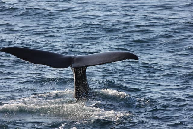 'It was crying out for help' - Tragic update on whale spotted off Waterford coast