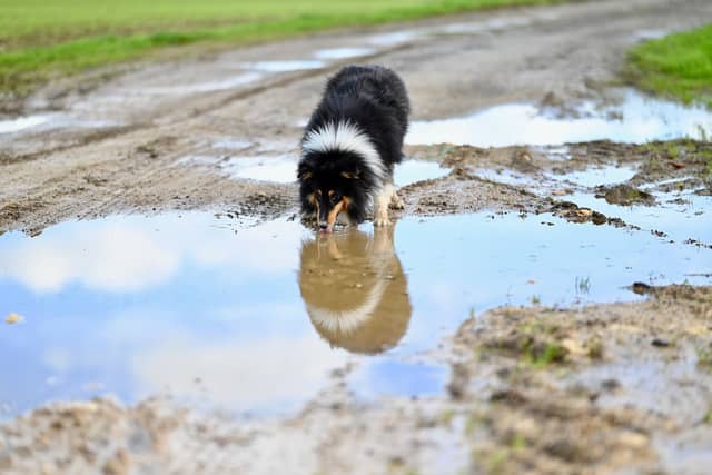 ALERT: Why this month is the 'riskiest' for dogs amid five death hazards