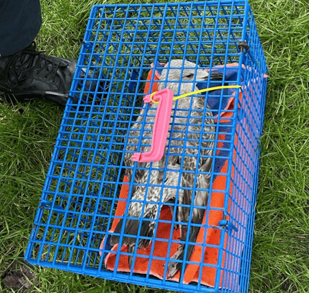 Dublin Fire fighters and Dublin SPCA rescued a seagull in danger