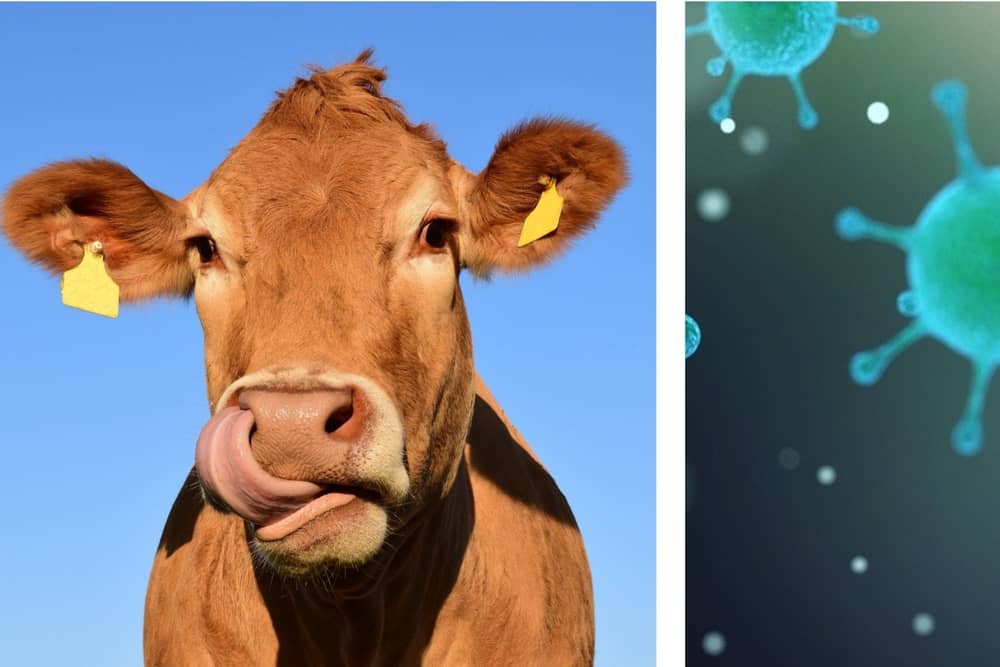Is Covid-19 the Foot and Mouth disease of the hospitality industry
