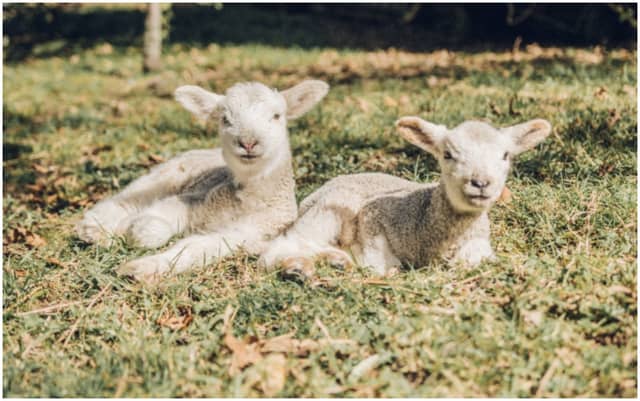 Reports suggest that up to 4,000 sheep are killed or seriously injured in dog attacks every year