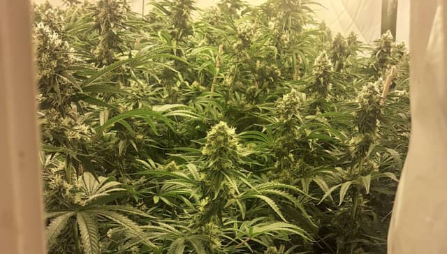 170 cannabis plants discovered during planned search in Wexford
