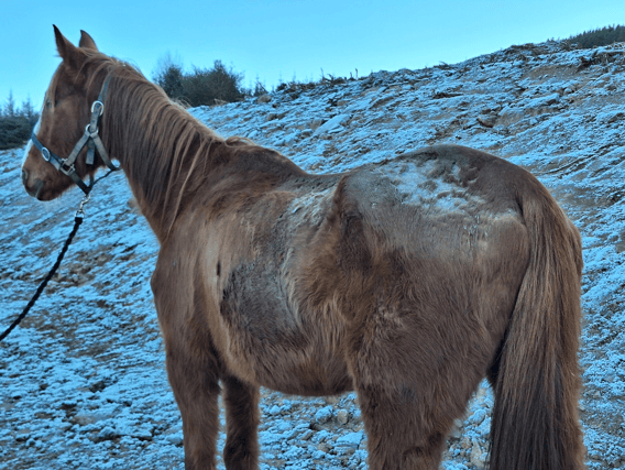 'Mac,' a chestnut gelding horse