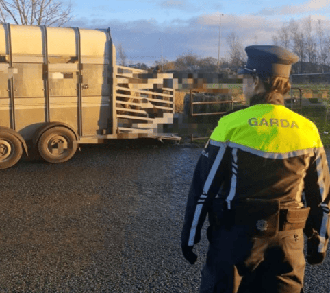 Gardai sieze horses left unattended amid sub-zero conditions