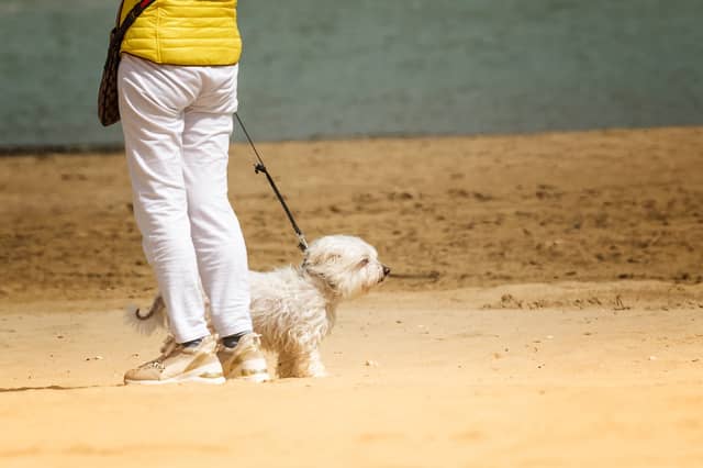 Dog walkers in Waterford face €150 fine on their New Year stroll