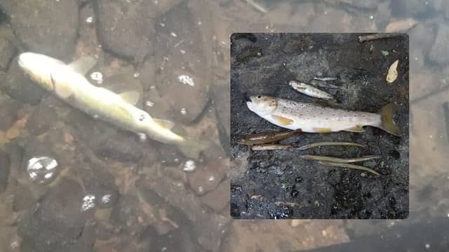 Some of the dead fish which were found in the River Allow in County Cork
