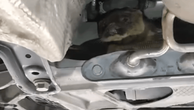 'Bizarre' - NCT tester shocked as they find odd creature hiding underneath car