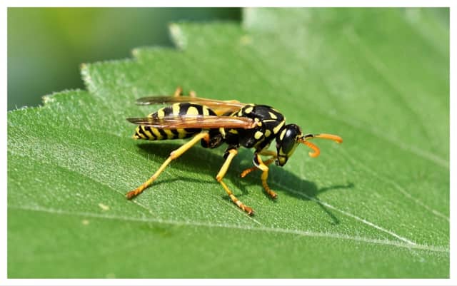 Man in his 50s dies after being stung by wasp while cutting hedges