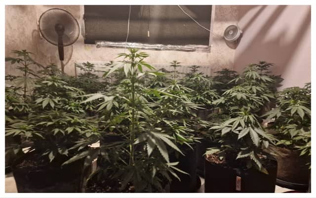 Gardaí discover two grow houses and seize over €105,000 worth of cannabis