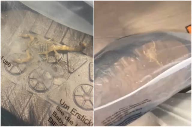 Irish shoppers warned as woman finds deadly live scorpion in online Shein order