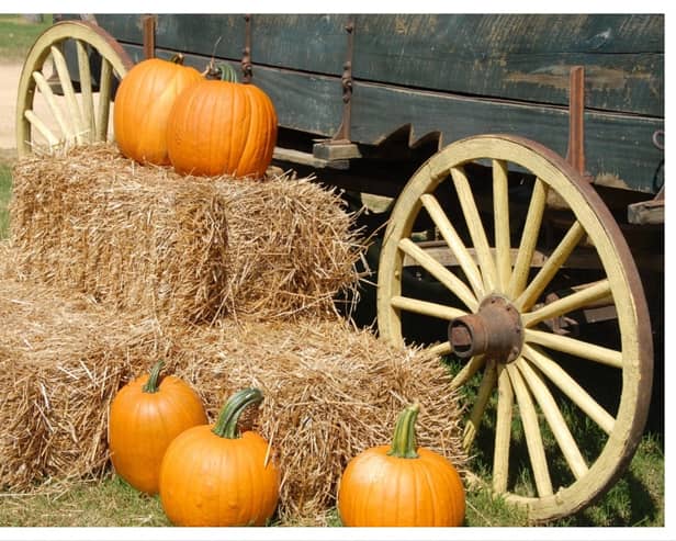 Calling all Halloween lovers - check out the top things to do this spooky season