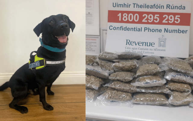 Detector dog Jack