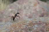 ALERT: People warned over flying ants phenomenon to hit Ireland in weeks PIC: Stock/Pixabay