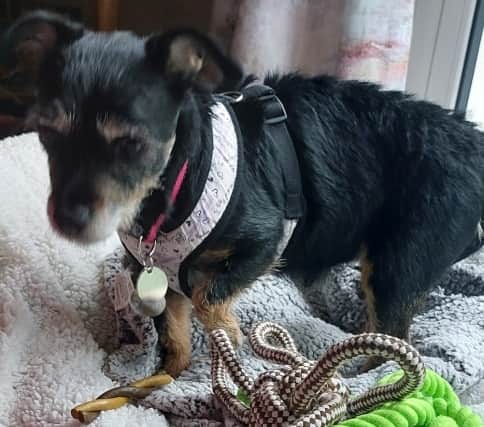 "We are now ready to find her forever home so she can get settled into a new life where she will get all the TLC she needs and deserves.