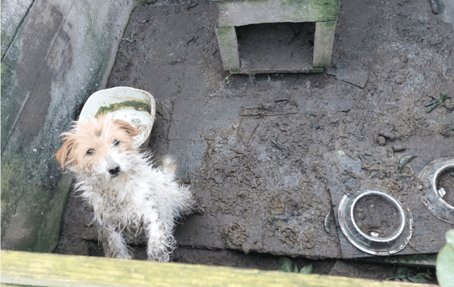 The shelters provided for the dogs were also unsuitable with mud and dog faeces covering the inside of the kennels.