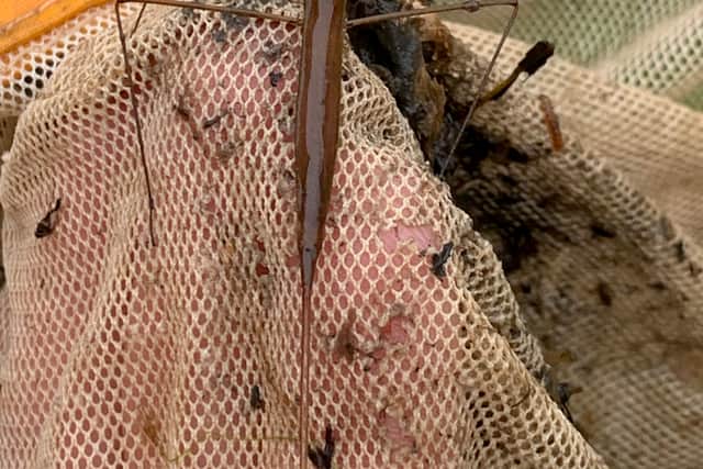 It was then he spotted what he thought was a floating stick, only to spark excitement among the Ulster Wildlife personnel during the Feile na gCloigini Gorma: Bluebell Festival when they identified it.