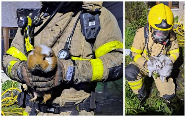 Three three family pets were rescued from a house in Dublin on Saturday night