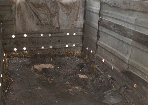 Additionally, seven ducks were found confined in a cattle trailer; they had no access to daylight, food or water and were living in their own filth.