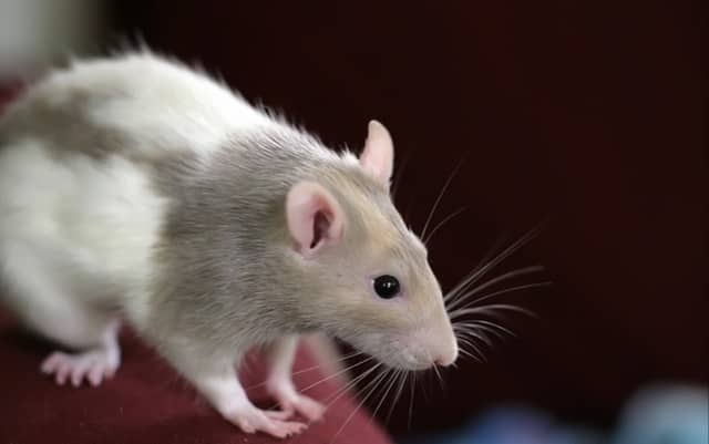 The highest number of rat callouts for Rentokil in 2023 was in Dublin.