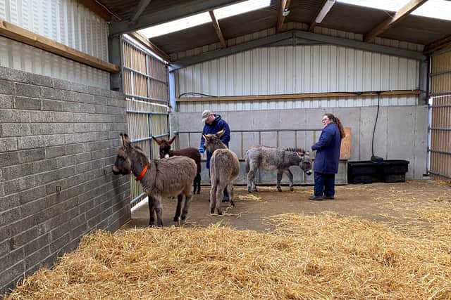 “So, they’ve kind of won the donkey lottery in a way.”