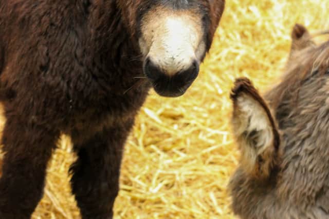 “It puts such a huge pressure on the resources of a charity that’s already struggling with the number of donkeys they have.”