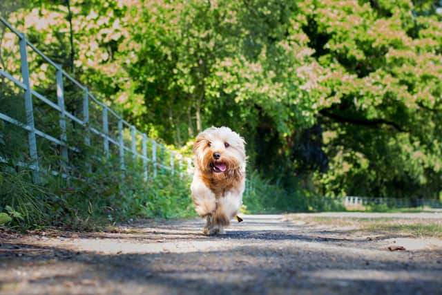 The report was created with the aim of educating animal owners and to make them more mindful of their pets’ wellbeing. From companionship and emotional support, to increased fitness levels and laughter in the home, having a pet is proving to be a vital part of life in Irish homes today.