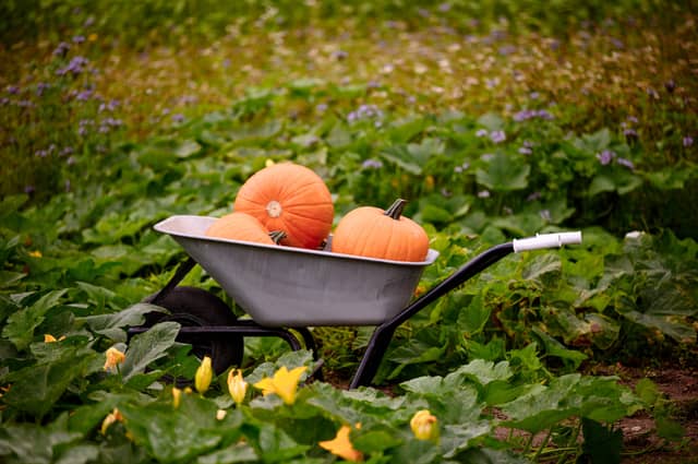 Halloween trail for families unveiled at Waterford's Mount Congreve Gardens