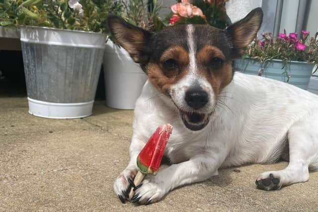 Sharing the good news on Twitter, Dogs Trust Ireland, said: "Peggy is thriving in her forever home Her adopter says she loves her comfort & is learning to play with toys and teddies She is constantly looking for cuddles, & loves to greet & snuggle with visitors. She adores her walks, & splashing in puddles, & she loves treats!"