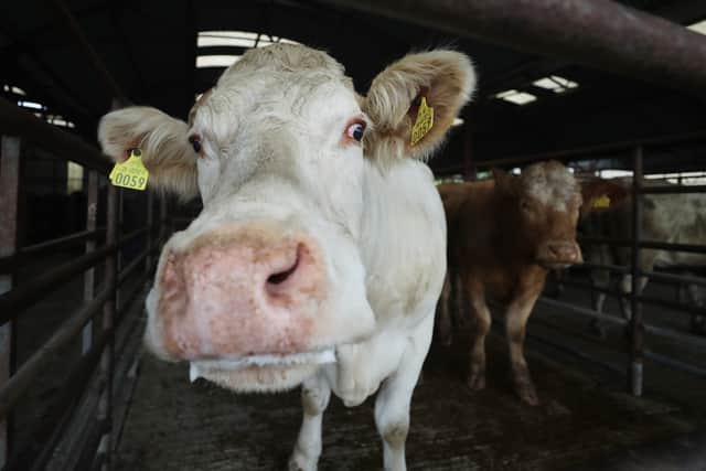 Asked about weaker polling amongst farmers when compared to the general population, she said Sinn Fein is conscious that it has “a lot of work to do” to engage with rural communities.