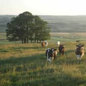 As part of the campaign, the farmers appear in videos which showcase the measures being taken to make Irish dairy the most sustainable dairy in Europe