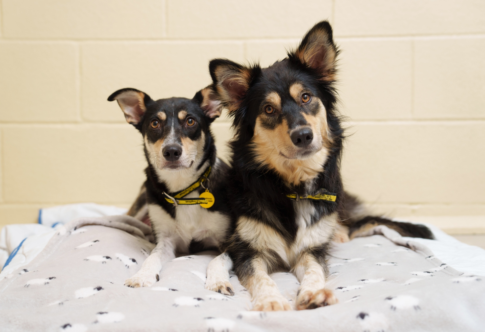 Dogs Trust Receives 394 post-Christmas Surrender Requests 