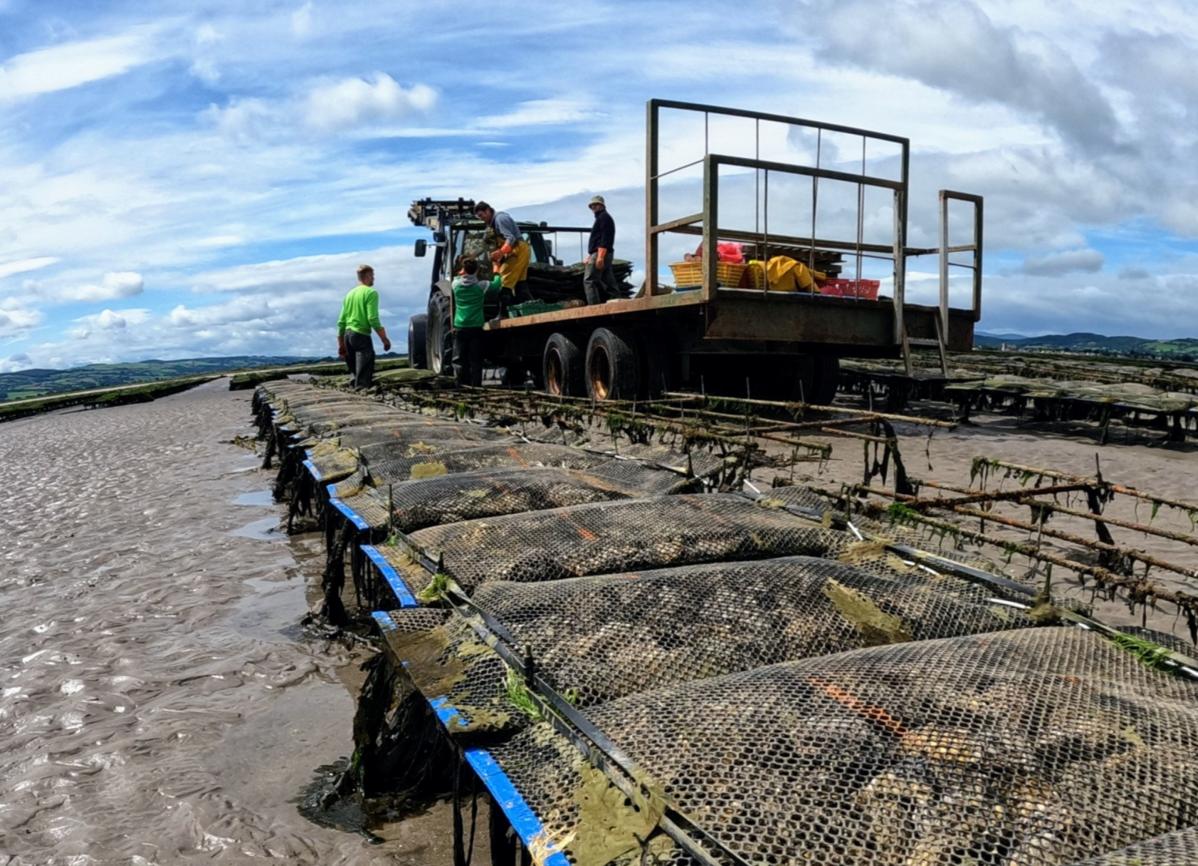 Shellfish farming in Dungarvan