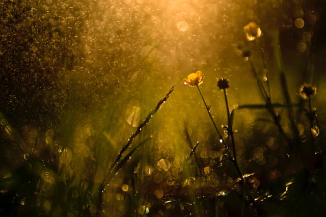 CARLOW WEATHER: A bright day ahead with sunny spells and the odd shower