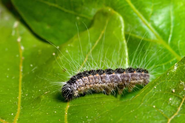 Oak Processionary moth caterpillars mainly feed on the foliage of oak trees | FILE PHOTO