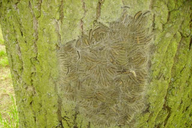 The pest also poses risks to human and animal health, as the body of the caterpillar is adorned with numerous irritating hairs. These can provoke allergic reactions which manifest as skin rashes, conjunctivitis and respiratory problems such as pharyngitis and asthma.