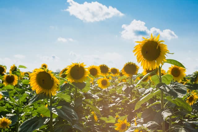 CARLOW WEATHER: Mostly dry today with temperatures hitting the high teens