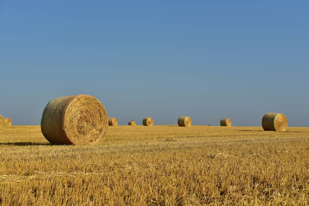 Agricultural land sales in 2019. Picture: File photograph via Pixabay