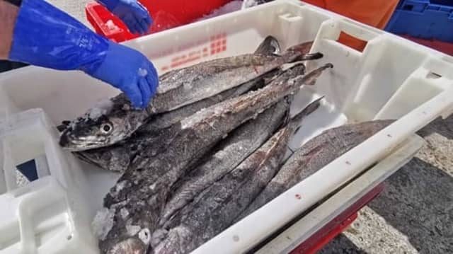 Fish-weighing system at the port of Killybegs must be estabished